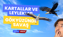 Kanatlıların Savaşı