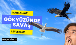 Gökyüzünde kanatlılar savaşı!