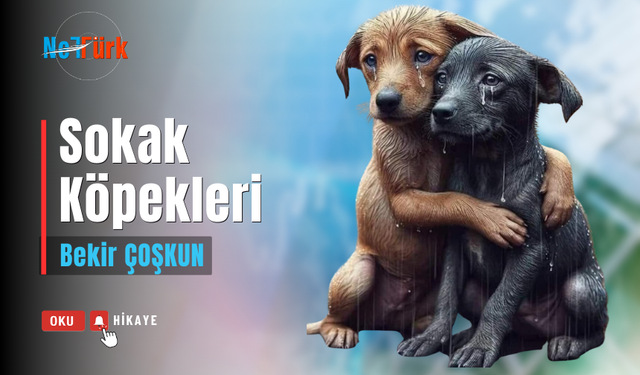 #Siz sokak köpeklerini bilmezsiniz!