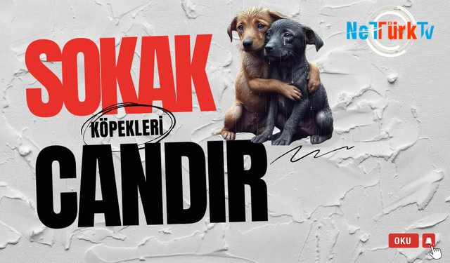 #Siz sokak köpeklerini bilmezsiniz!